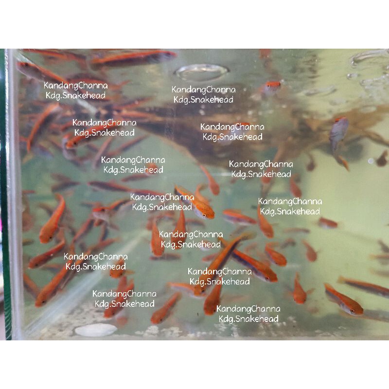 SUPER RED LEMPUYANG 6-8CM PREMIUM