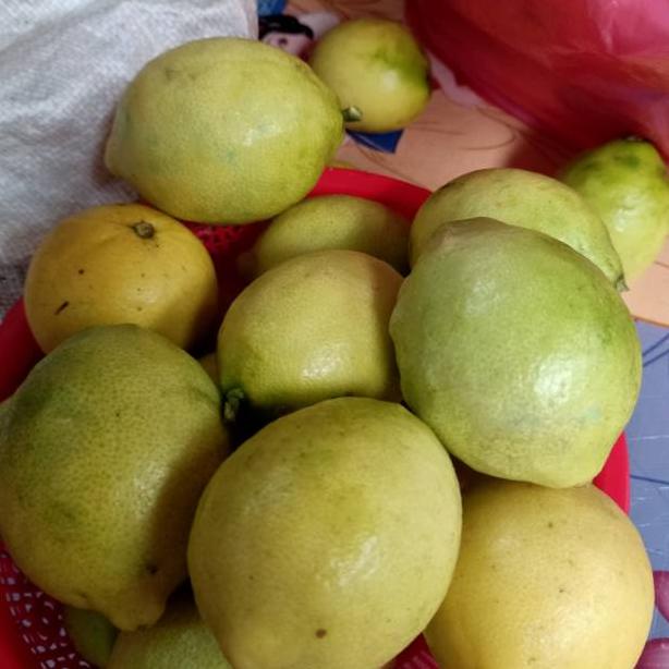 

ㅈ Lemon lokal berat 1kg ⁂