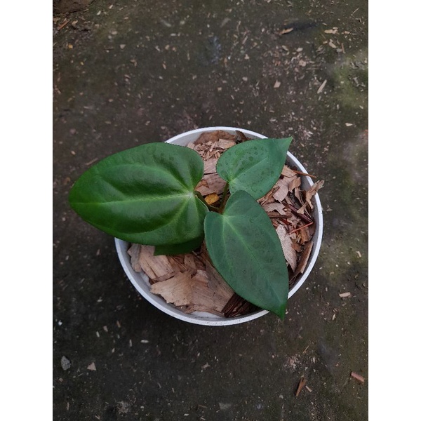 Anthurium papilaminum x blue papilaminum