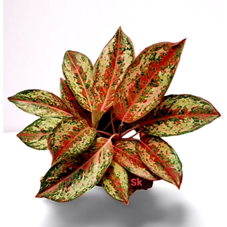 Aglonema Coconut Delight Rare