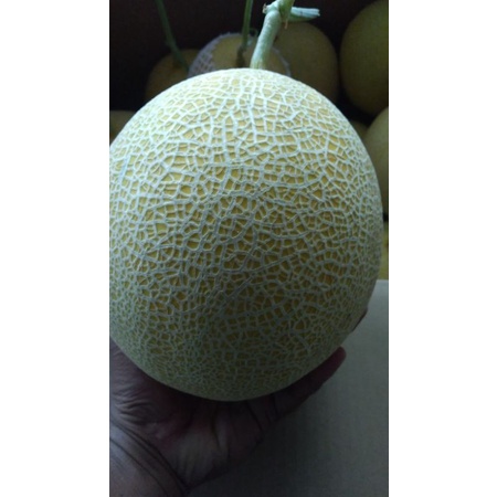 benih melon inthanon