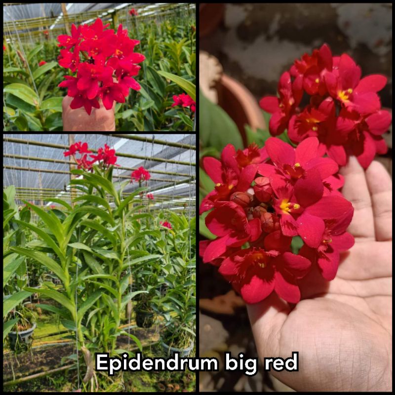 Anggrek Epidendrum Red | Kondisi Dewasa Rimbun