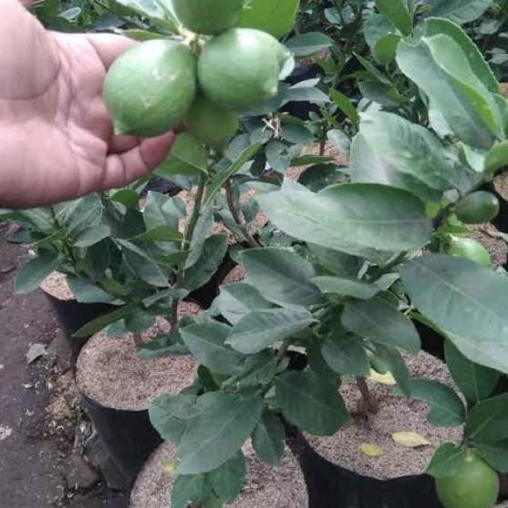 

ㄵ Jeruk Nipis / Jeruk Pecel BerBUAH ぢ