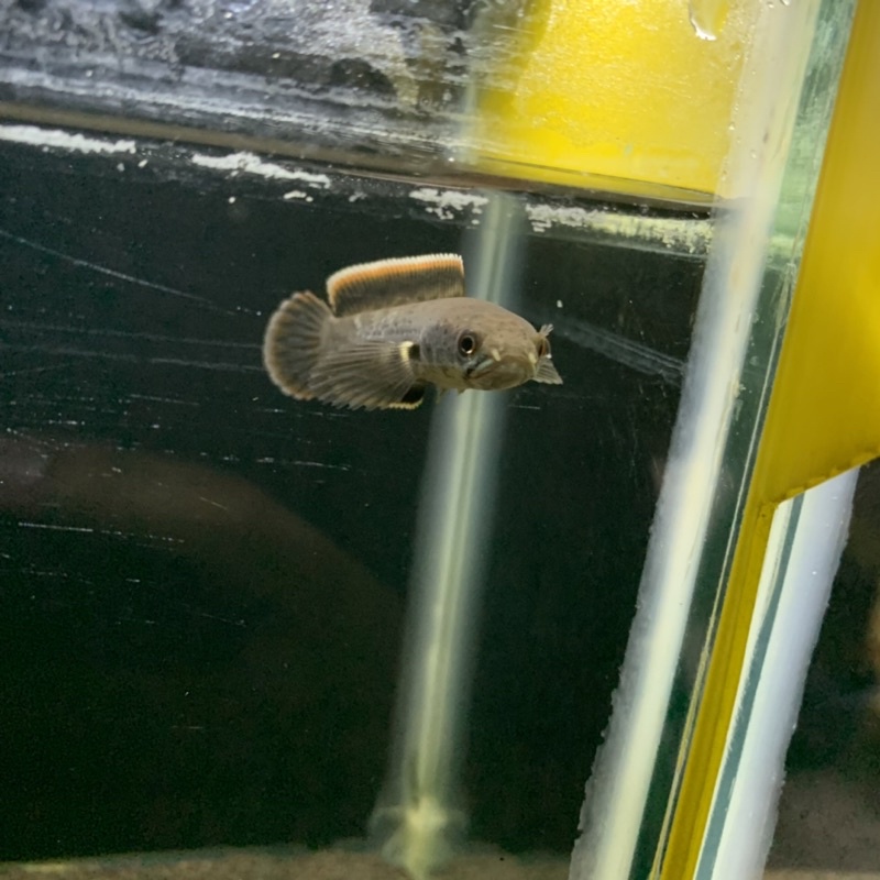 Limbata Lawu CB rimtebal 8cm