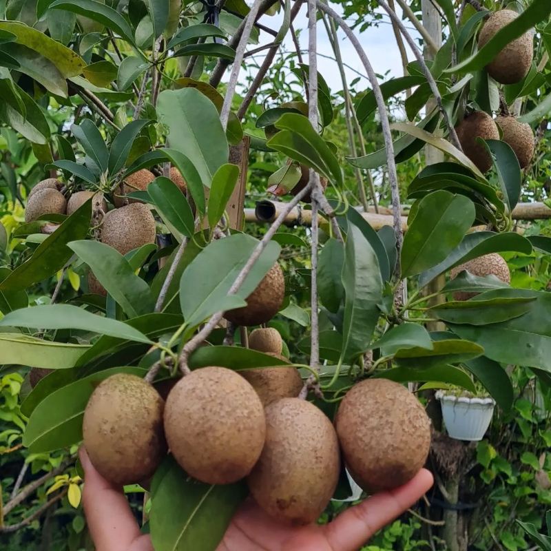 Pupuk Booster Organik Pelebat Buah Sawo Dan Perangsang Agar Cepat Berbuah