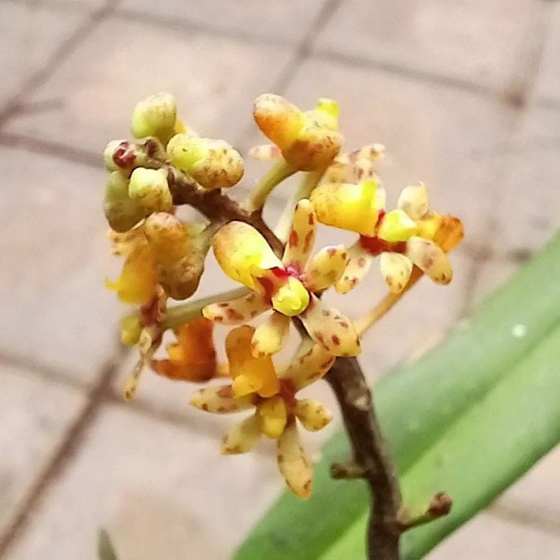 anggrek pamato colpa 1plant +kulit Pinus