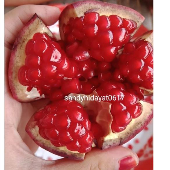

Terbaru 3.3 Buah delima merah spanyol ukuran kecil per 1kg, Biji Lunak, manis dan segar bisa untuk 7 bulanan dll