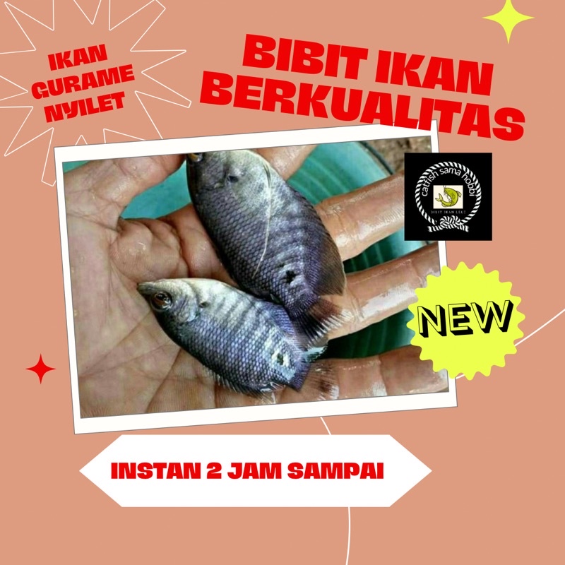 bibit ikan gurame soang nyilet