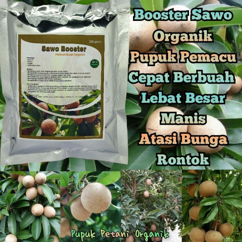 Pupuk Organik Pelebat Buah Dan Booster Sawo Cepat Berbuah Lebat