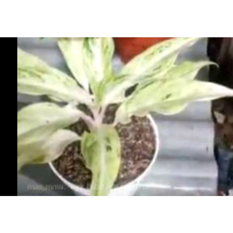 aglonema sunset white