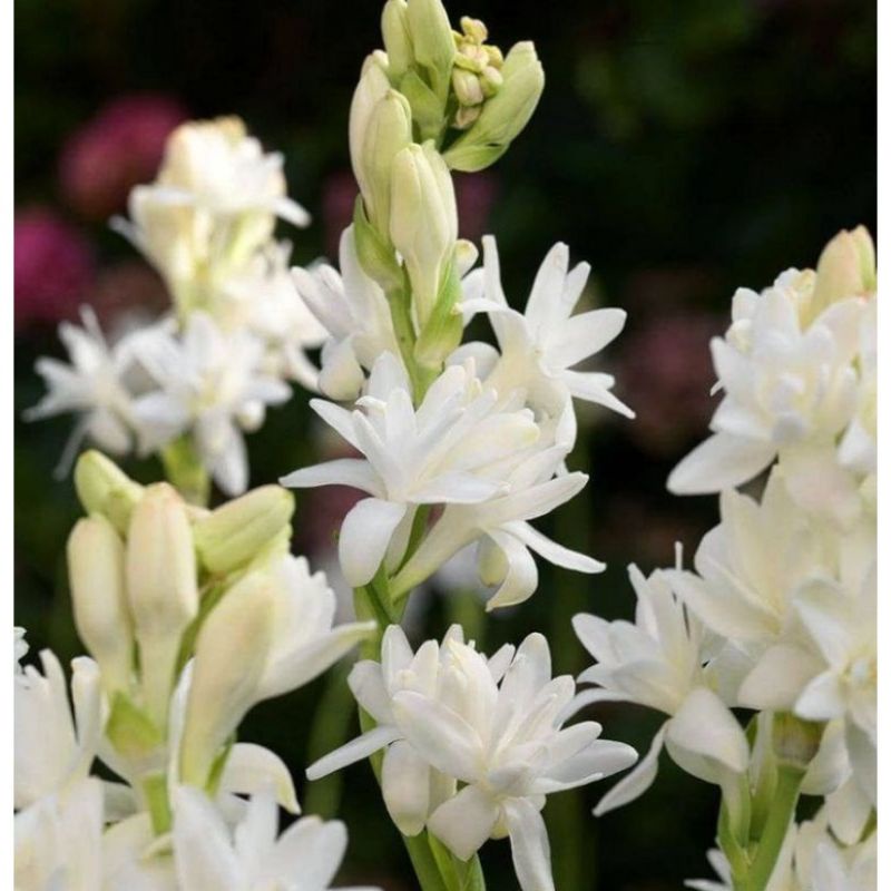 Tanaman Sedap Malam - Tanaman Hias Sedap Malam Bunga putih - Bunga Hidup sedap malam