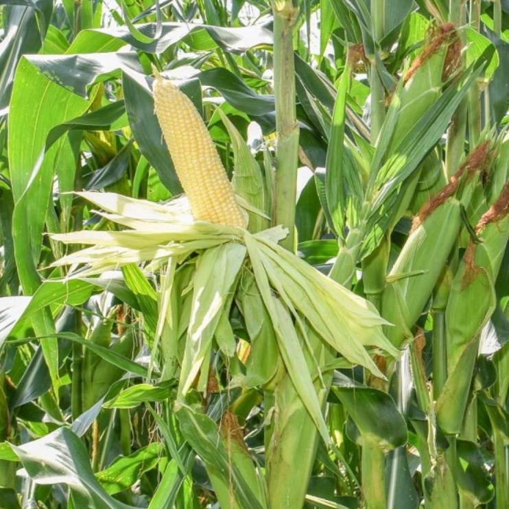 New Popular Benih Jagung Manis SCADA F1 isi 1.800 Biji