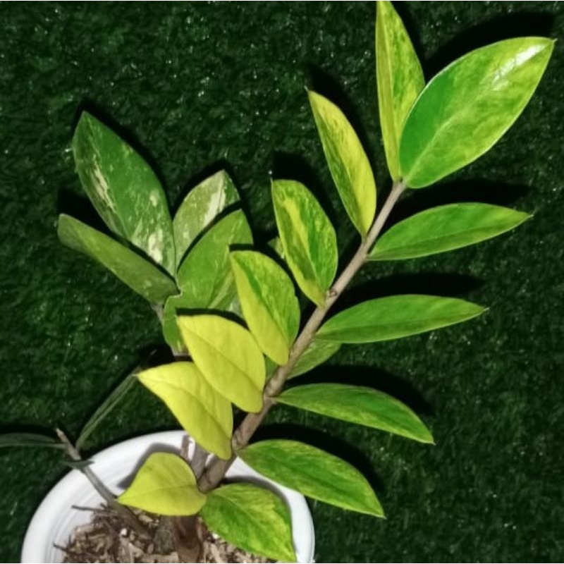 ZZ Zamia Variegata Real Pict