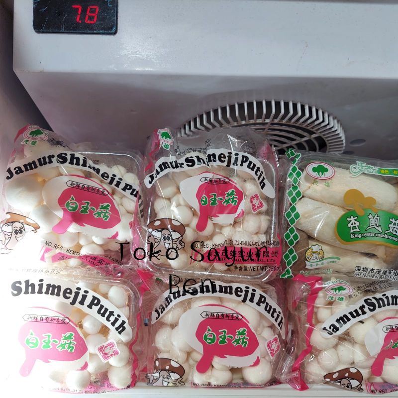 

Jamur Shimeji perbox
