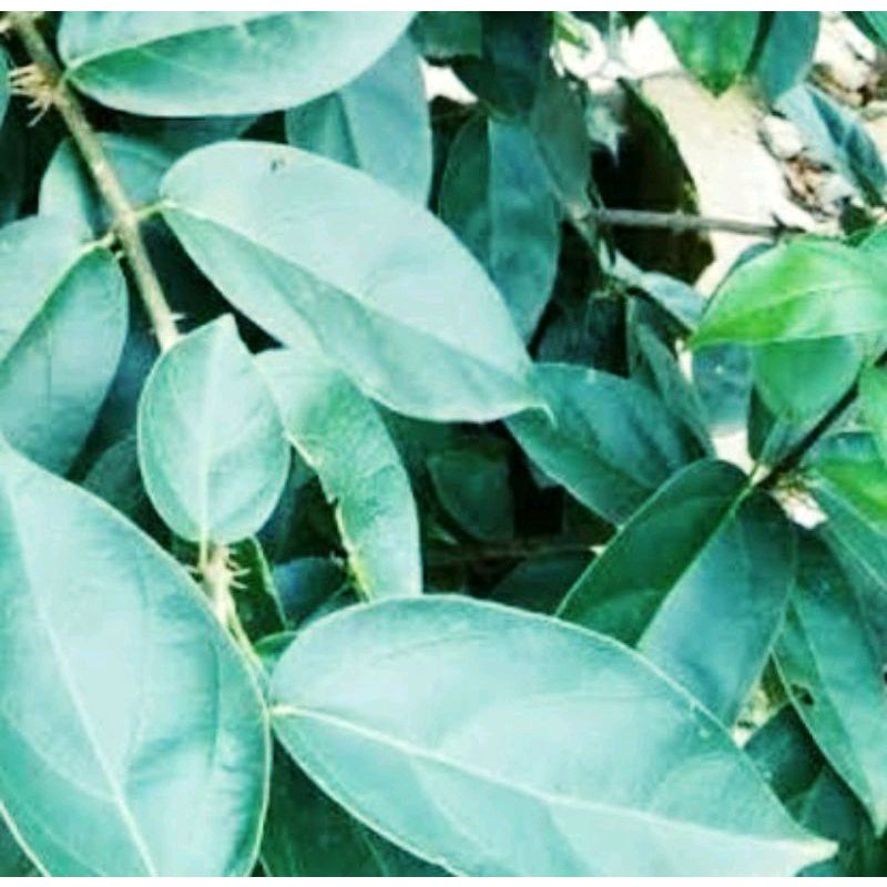 cincau perdu/1 stek pohon cincau perdu