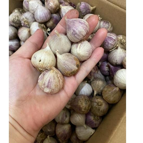 

[PRODUK IAIRM] Bawang Putih Tunggal Besar JUMBO Fresh Import Bawang Putih Lanang Segar Ukuran Jumbo Besar Sedang Besar Import Grosir 1 BALL 9Z9