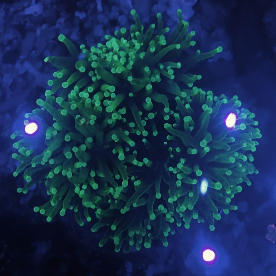 KR ANEMON DRAGONSOUL'2