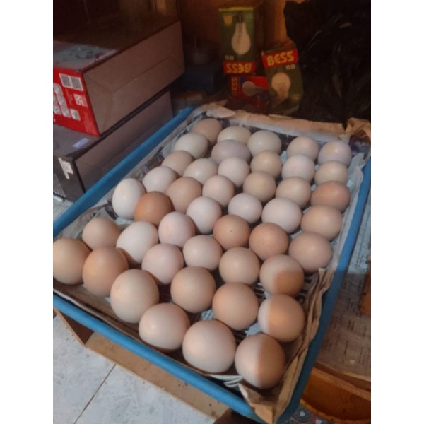 

Telur KUB Fertil