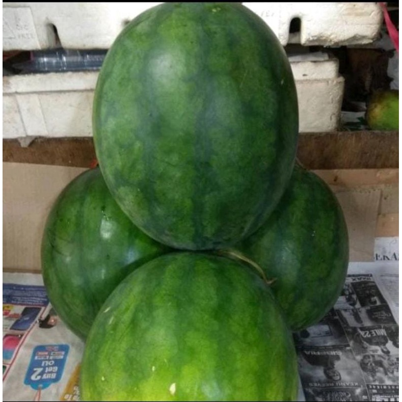 

semangka non biji berat 4-5kg