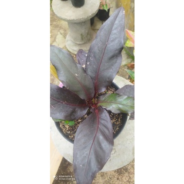 Tanaman hias anthurium hokeri hitam