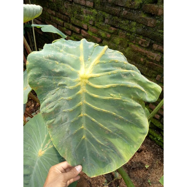 (Ukuran Besar) Colocasia Yellow Mask Ori Import