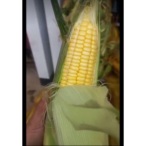 

Jagung Manis Paragon 2kg khusus kiriman instan