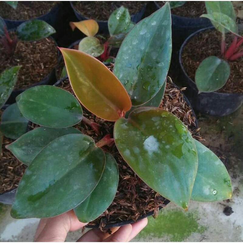 Philo Congo Red