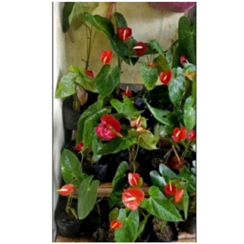 

Big Sale Bibit Merah Subur ,,