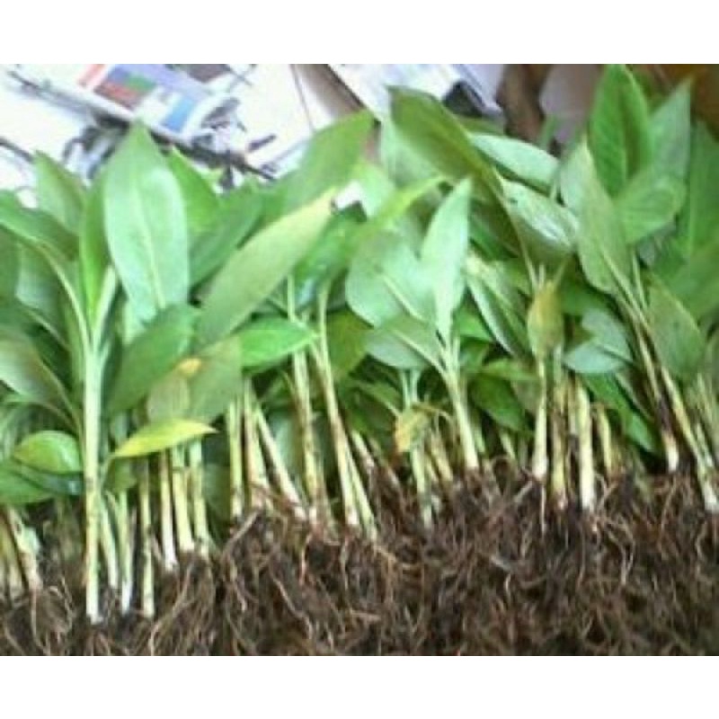 Termurah 2 Bibit Pisang Mas / Bibit Buah Pisang Mas / Pisang Emas Kirana