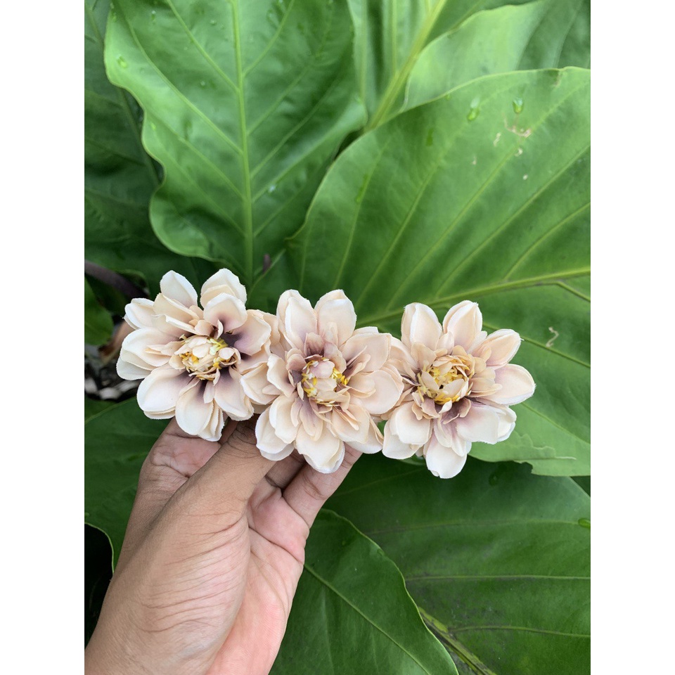 Semanggi Sakura Premium