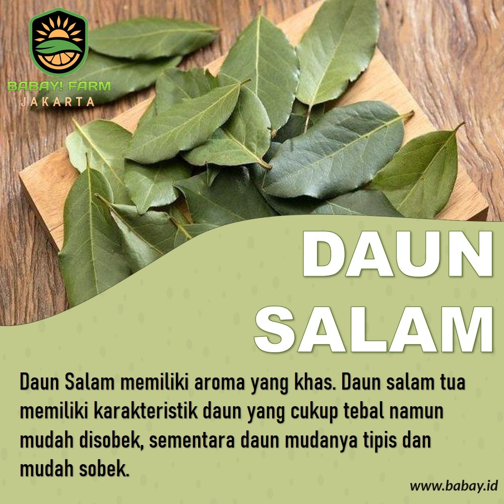 

daun salam segar 100 gram 250 500 gr / 1 kg
