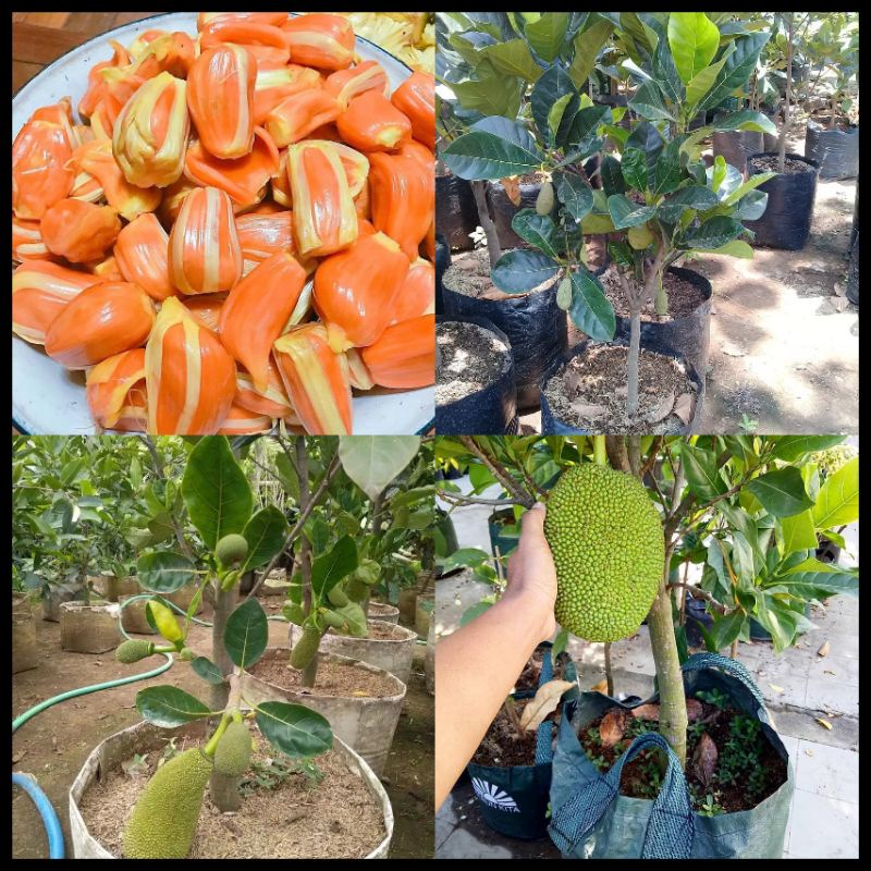 Bibit Nangka Merah Tinggi 1 Meter Batang Besar Siap Berbuah