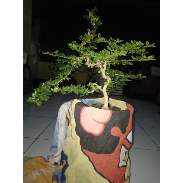 bonsai kawista