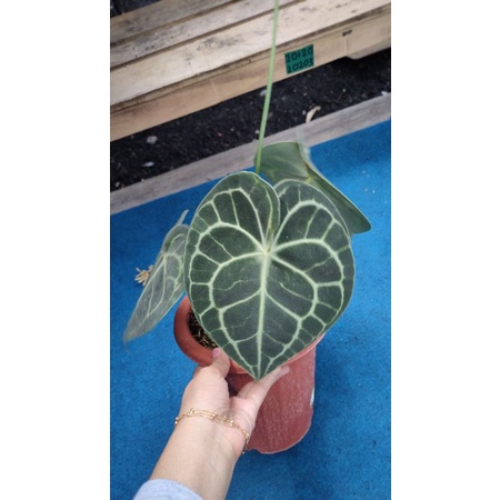 anthurium clarinervium original