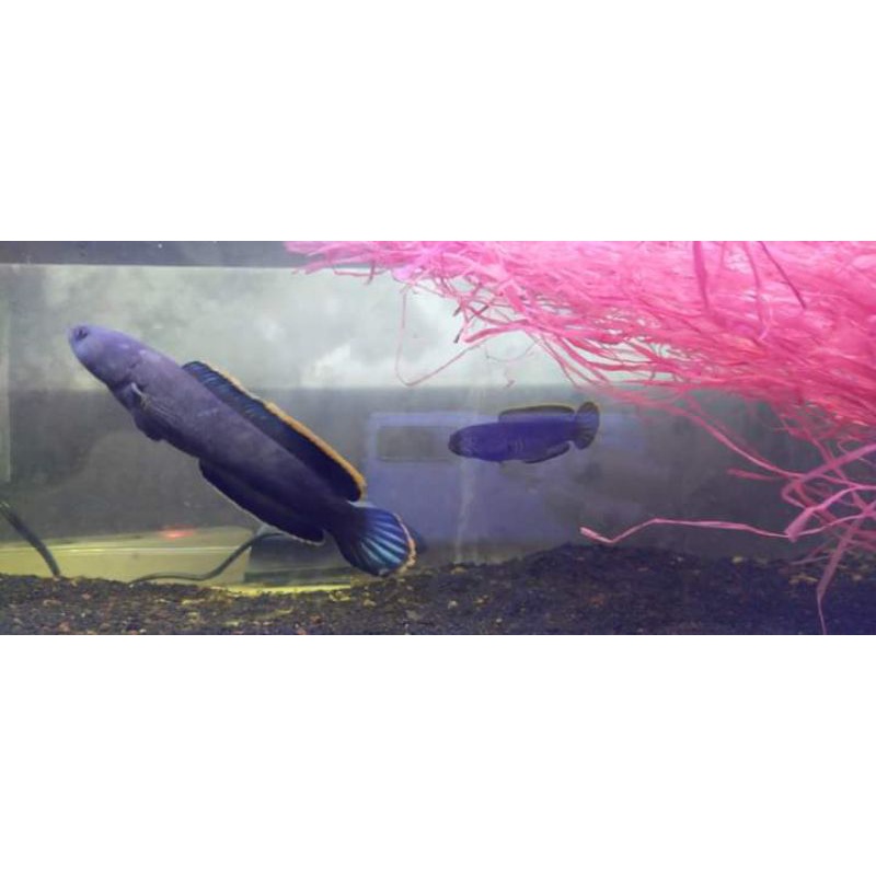 limbata pair proven 14-15 cm