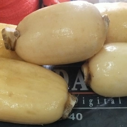 

RB Sayur Segar Akar Teratai Lengau Lotus Root Rengkong 250 gr