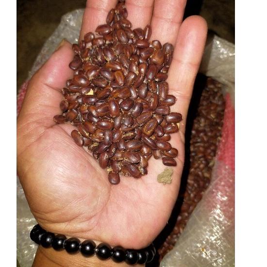 

⌆ 1kg biji pohon trembesi(keduh murah) ㄱ