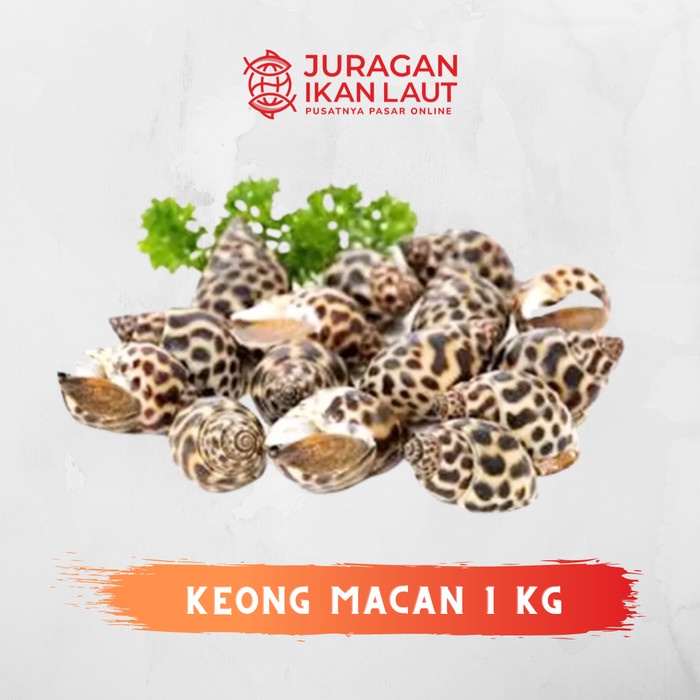

Keong Macan Segar Fresh Berkualitas - 1 Kilogram