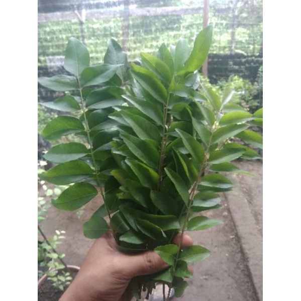 

Daun Salam Segar dan Daun Salam kering