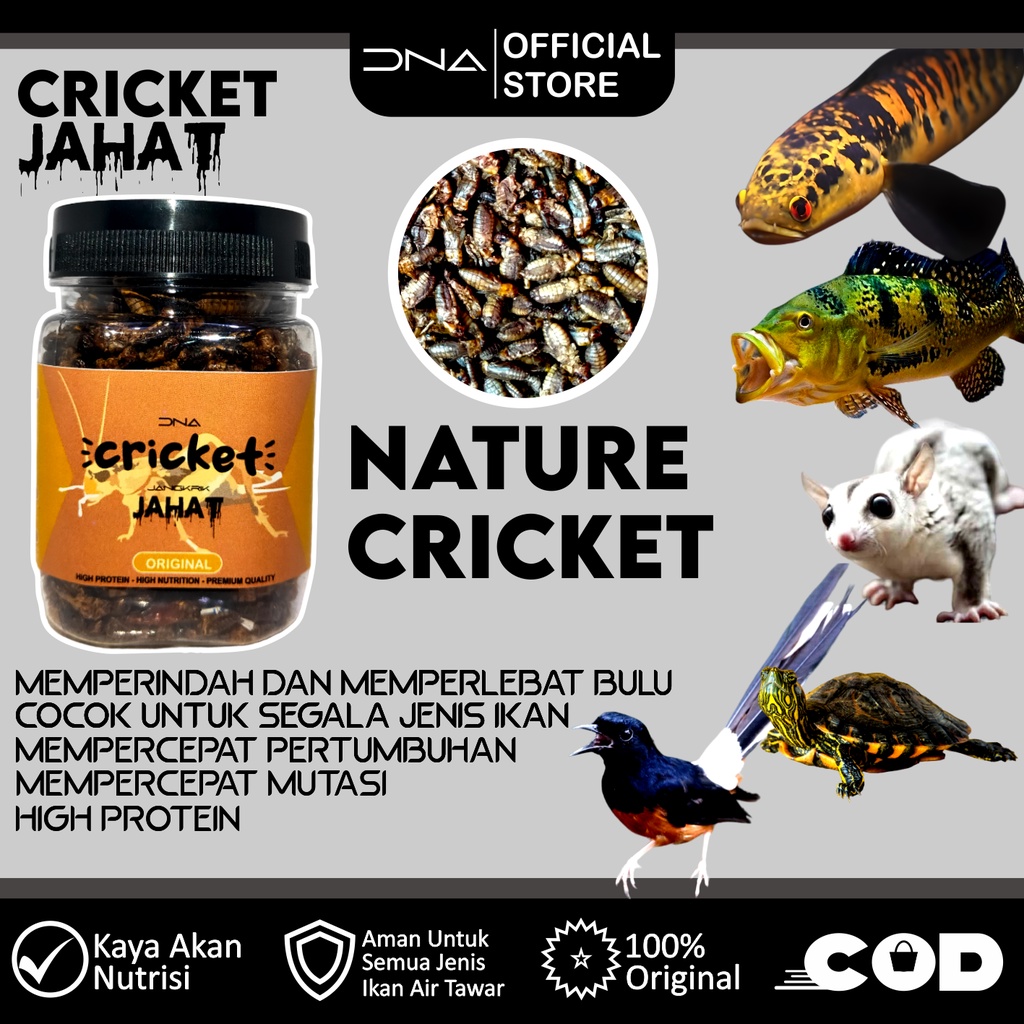 JANGKRIK CRICKET KERING JAHAT NATURE 100% Alami pakan untuk tinggi akan protein burung murai cucak i