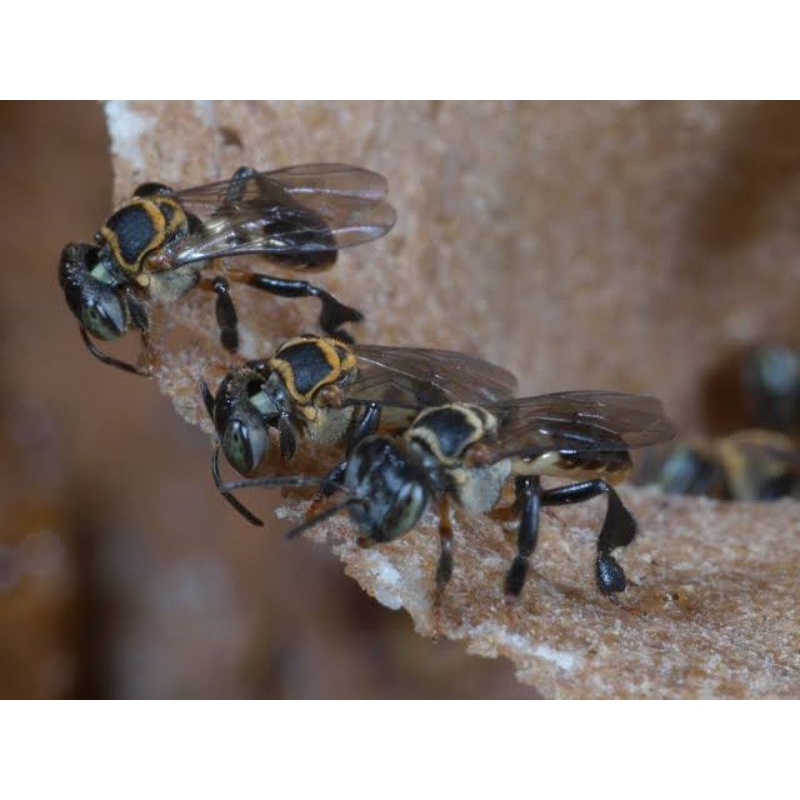 trigona/klanceng terminata log ori toping