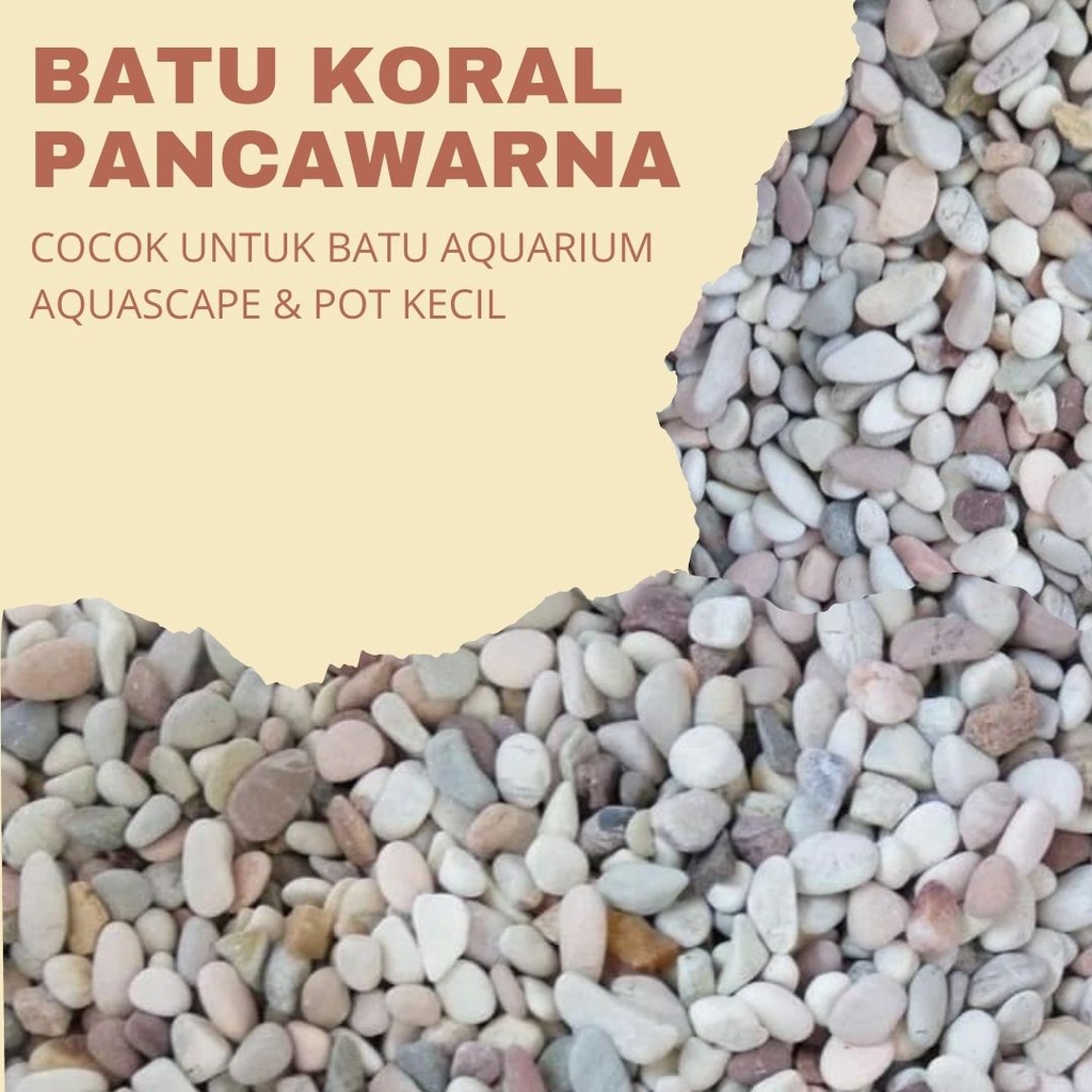 Batu Alam Putih Koral Putih 1KG batu taman hiasan tanaman pot dekorasi rumah rumput sintetis