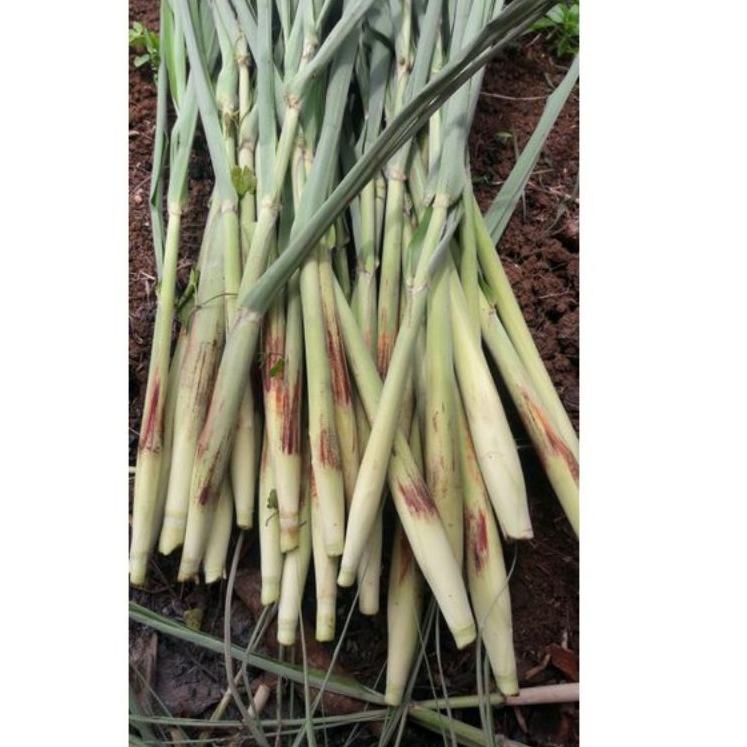 

[I-76 ❤] Terubuk turubuk telu tebu telur tebo 500g-amanah