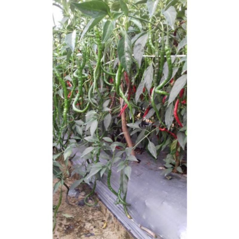 BENIH BIBIT CABE ATENG F1 | Hibrida 1750 MEDAN LOCAL SEED