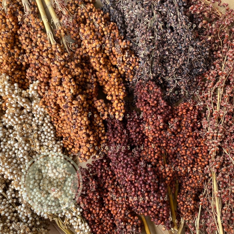 Sorgum 1kg | Sudan grass sorghum 1000g | snack sprays treats hamster dan burung