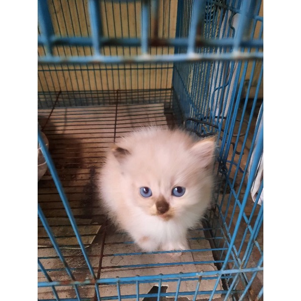 KUCING KITTEN HIMALAYA RAGDOL