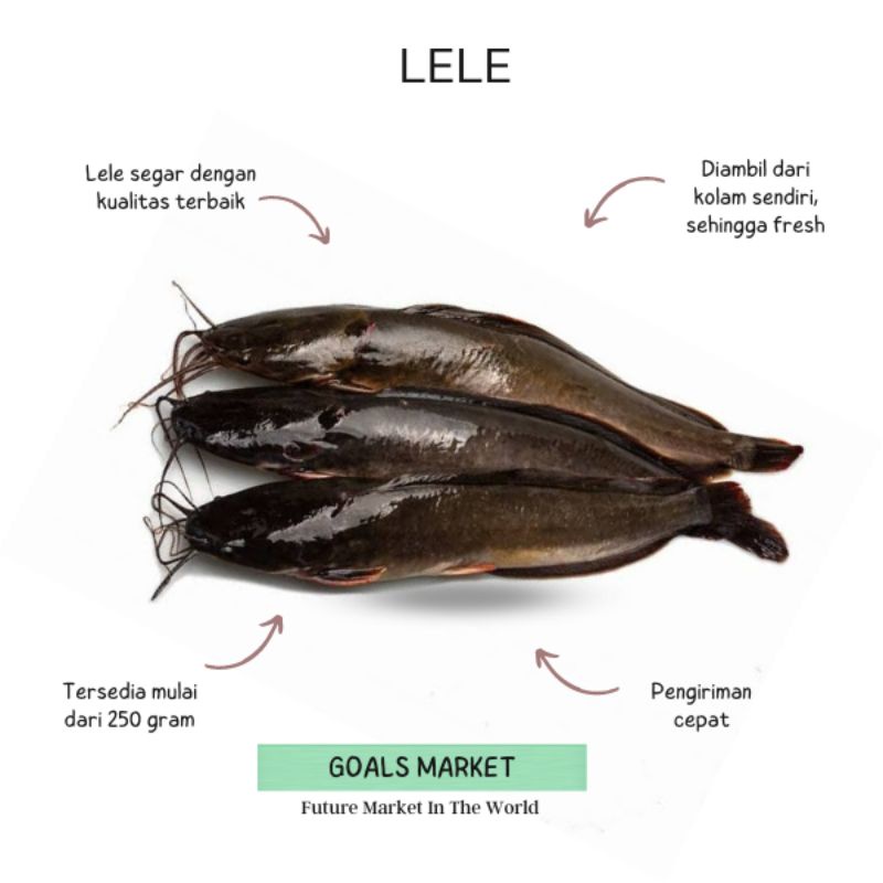 

Ikan Lele Segar 250 gr - 1 kg