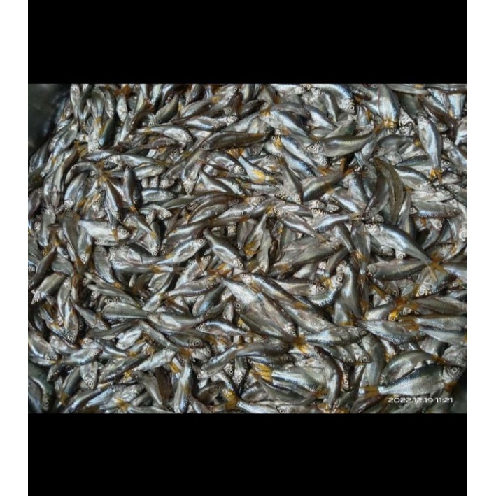 

ikan bilih goreng danau singkarak