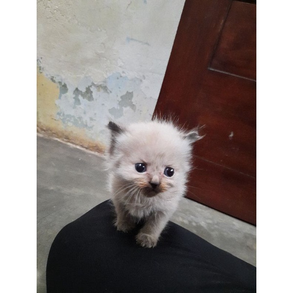 Anak Kucing Himalaya