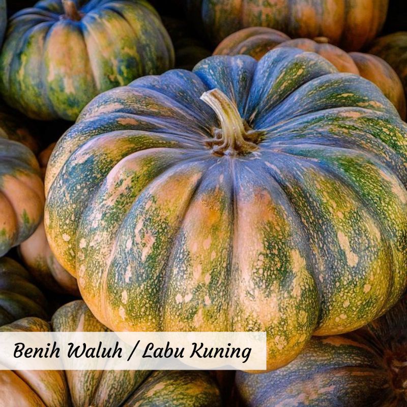 Benih Waluh Benih Labu Kuning Benih Sayuran